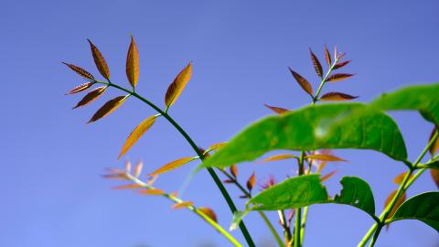 New Dawn, New Growth